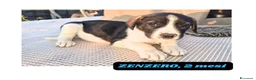 Meticcio cani in regalo: 12cuccioli 2mesi AIUTATEMI A SISTEMARLI! CATANIA  - Annuncio 4