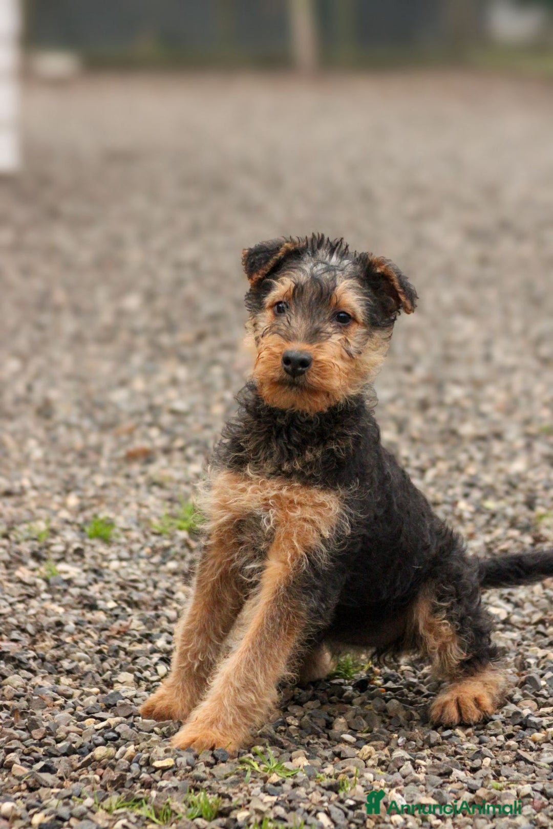 Airedale Terrier cani in vendita: Splendidi cuccioli di airedale terrier  - Annuncio 6