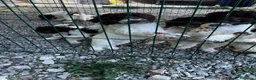 Lagotto cani in vendita: Cuccioli di lagotto  a Provincia di Piacenza - Annuncio 3