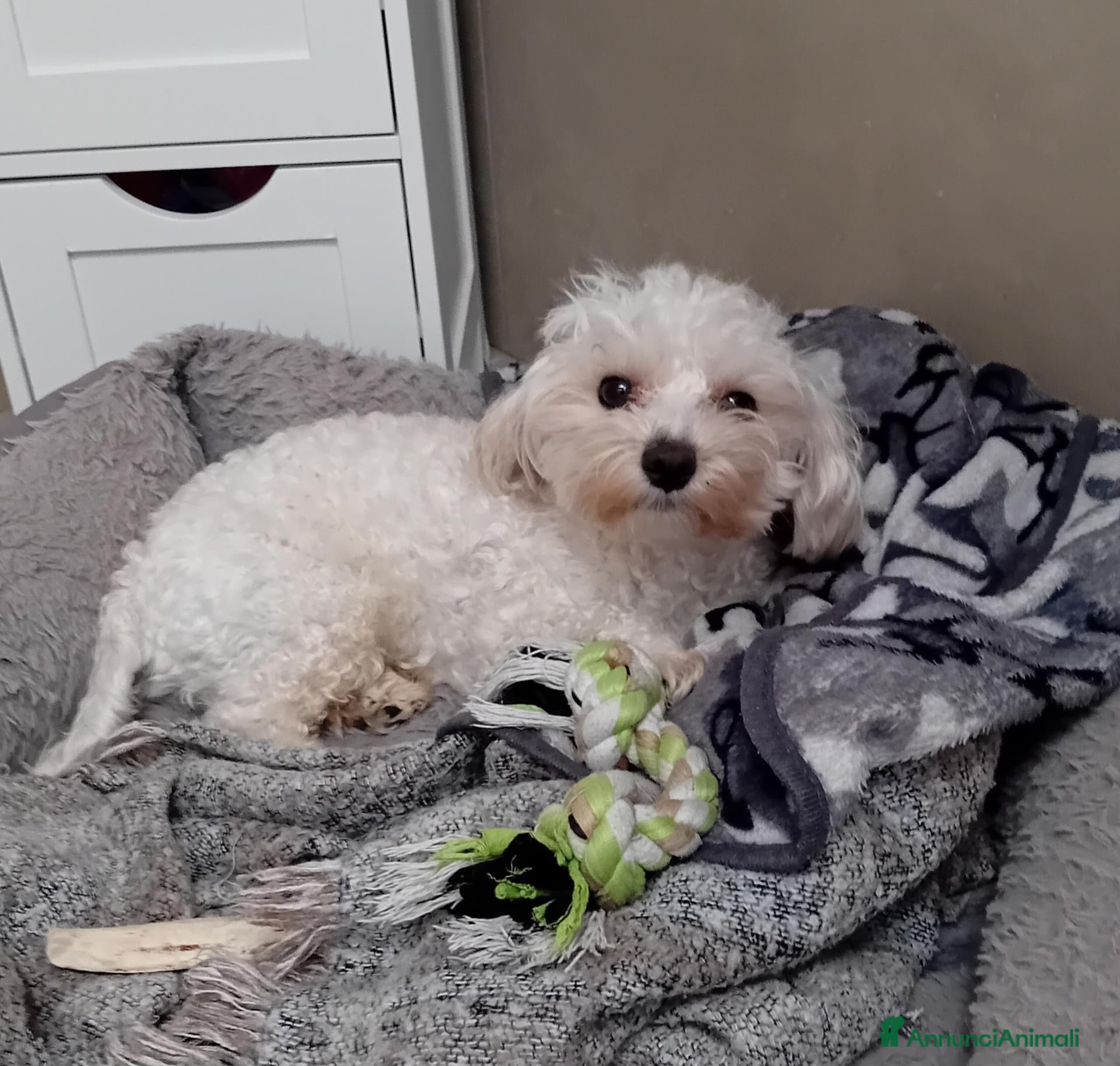 Maltipoo cani MALTIPOO - Annuncio 5
