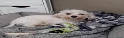 Maltipoo cani in vendita: MALTIPOO - Annuncio 1