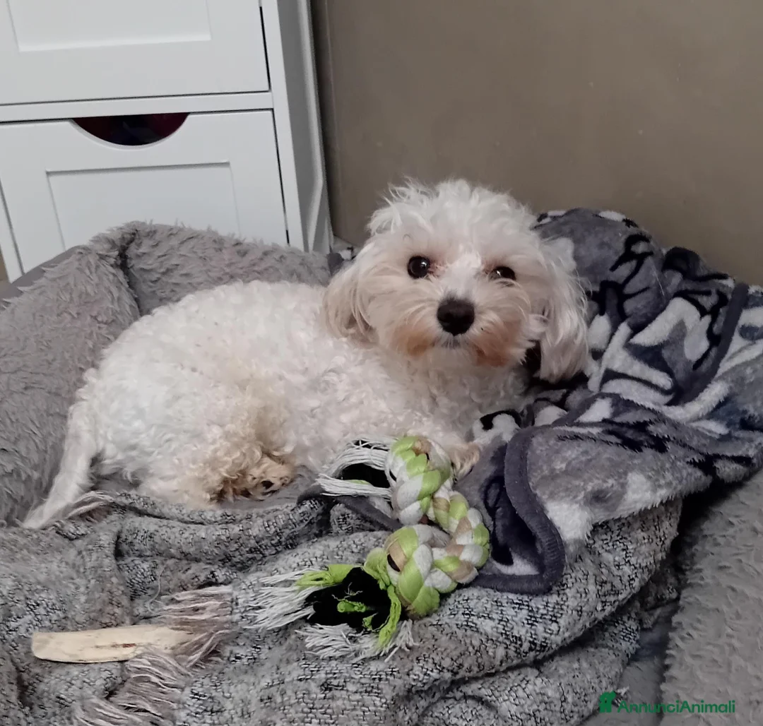 Maltipoo cani in vendita: MALTIPOO - Annuncio 1