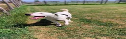 Meticcio cani in regalo: Rosario, cucciolone mix dalmata e dogo  - Annuncio 6