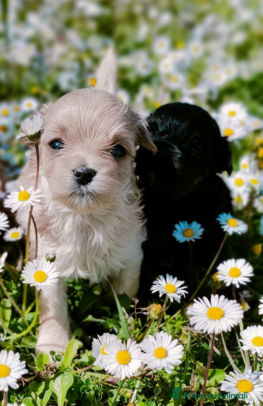 Maltipoo cani Cuccioli maltipoo - Annuncio 1
