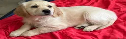 Golden Retriever cani in vendita: Cucciola Golden Retriever  - Annuncio 2