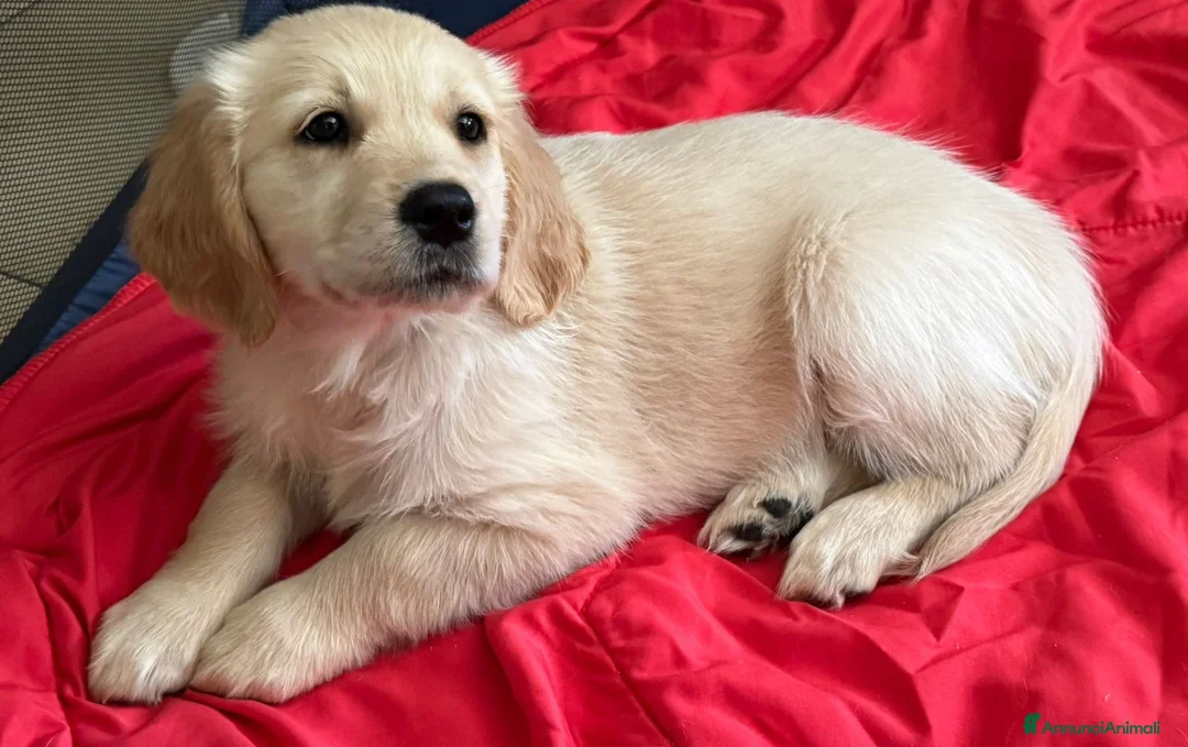 Golden Retriever cani in vendita: Cucciola Golden Retriever  - Annuncio 2