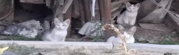 Meticcio gatti in regalo: 3mici 3/4mesi e giovane mamma VOGHERA PV - Annuncio 5