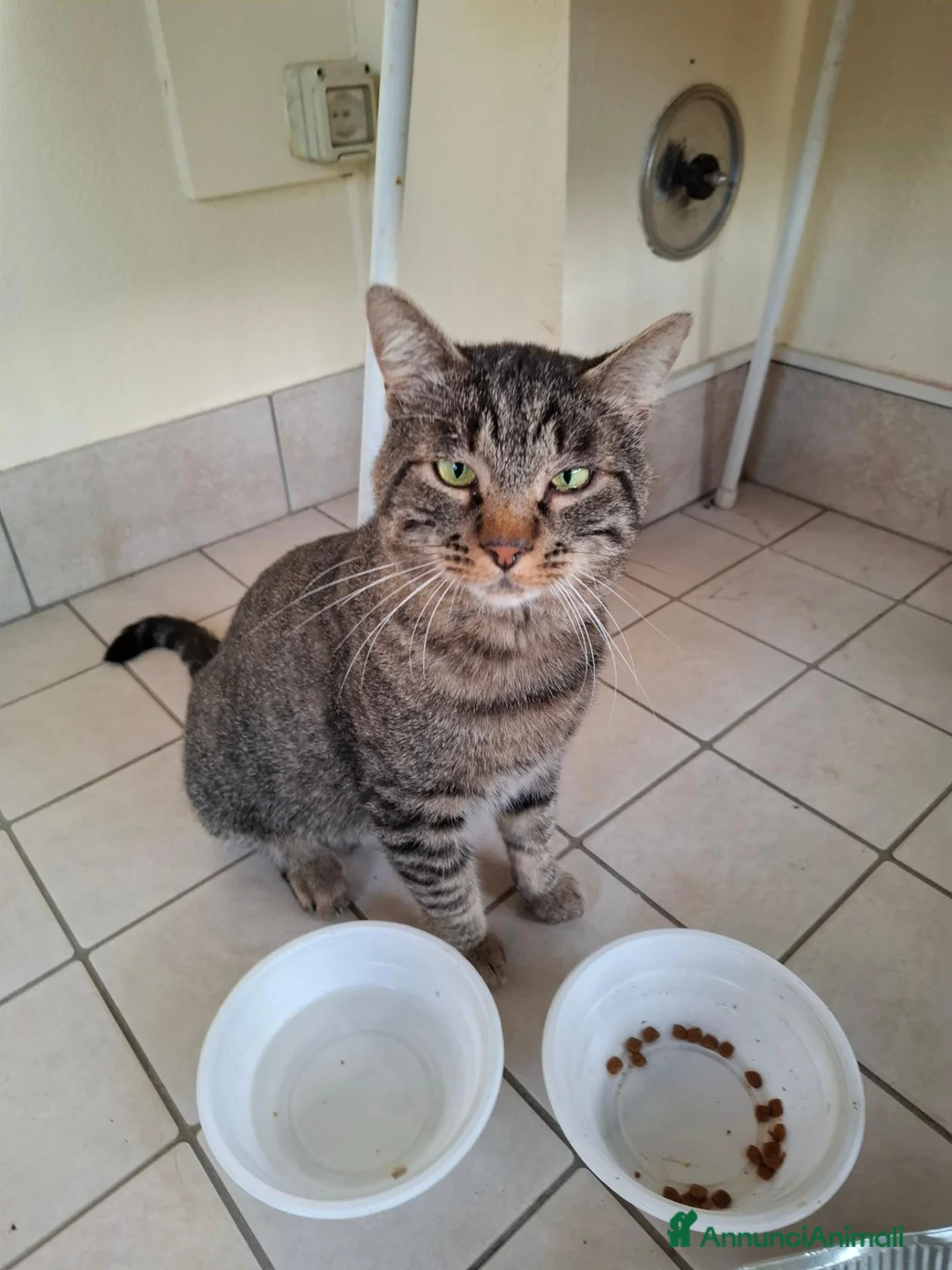 Europeo gatti in regalo: Gatto cerca famiglia a Città Metropolitana di Venezia - Annuncio 2