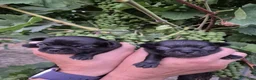 Chihuahua cani in vendita: Cuccioli di chihuahua  a Provincia di Ravenna - Annuncio 2