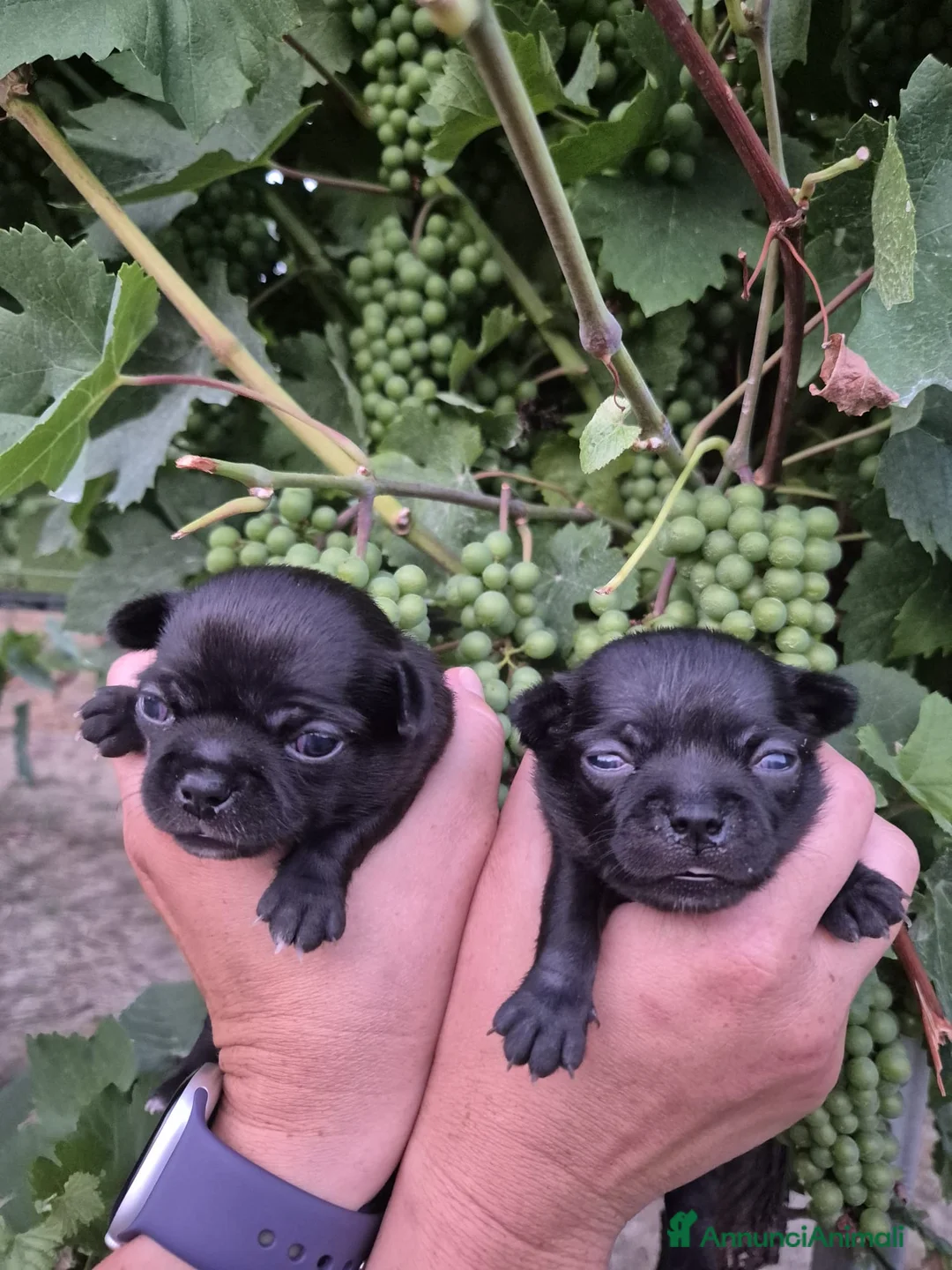 Chihuahua cani in vendita: Cuccioli di chihuahua  a Provincia di Ravenna - Annuncio 2