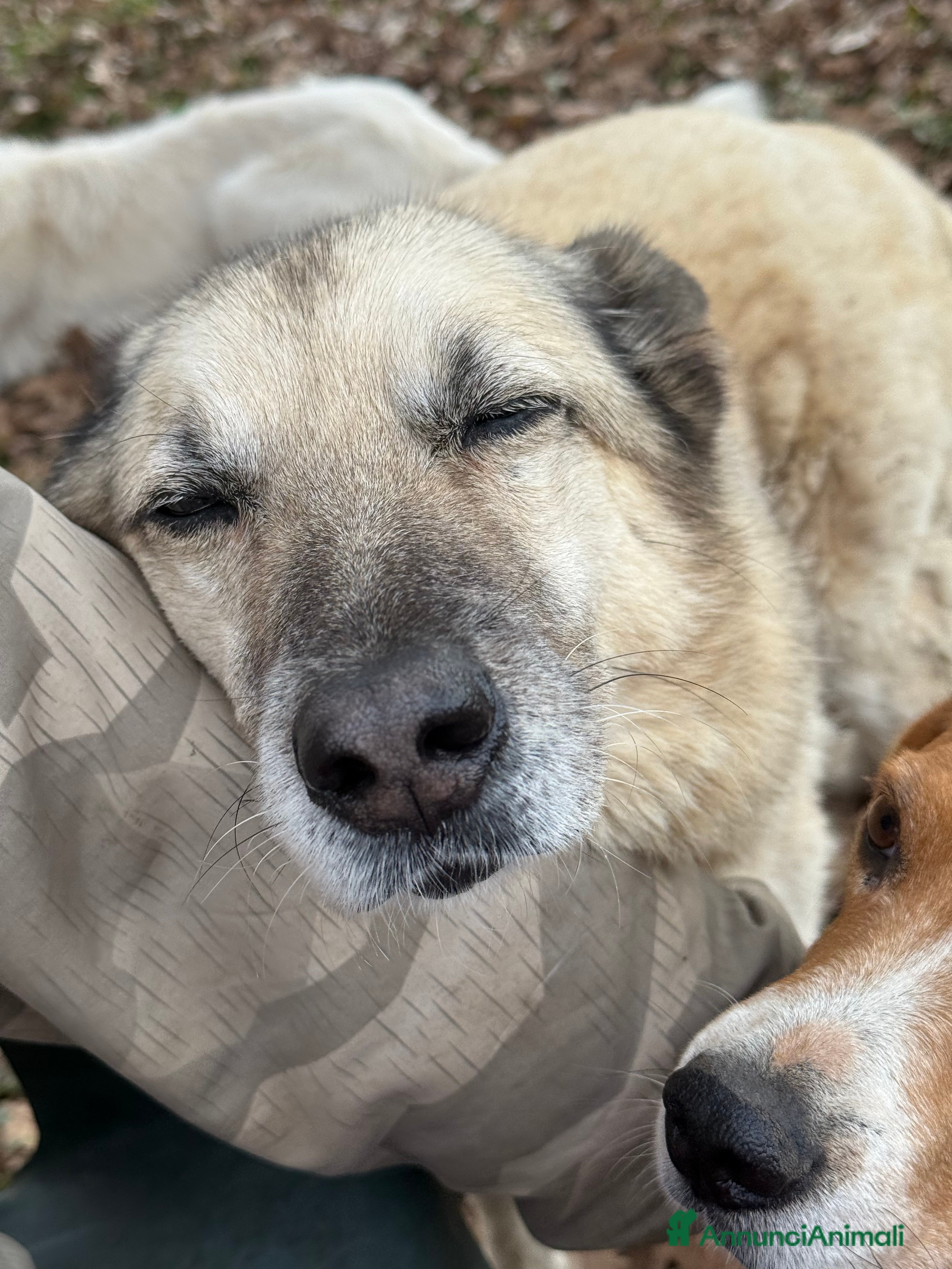 Meticcio cani Lauro - Annuncio 2