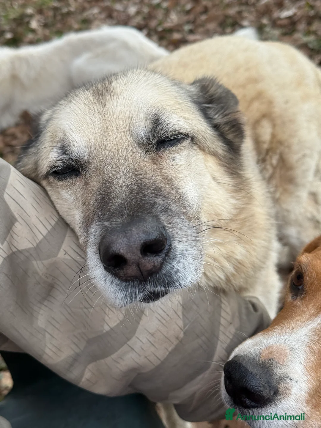 Meticcio cani in regalo: Lauro - Annuncio 2