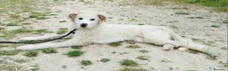 Pastore Maremmano cani in regalo: Ettore 6 mesi adozione del cuore - Annuncio 4