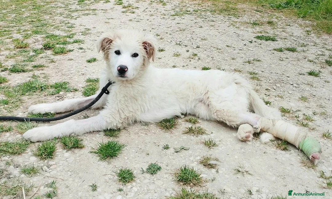 Pastore Maremmano cani in regalo: Ettore 6 mesi adozione del cuore - Annuncio 4