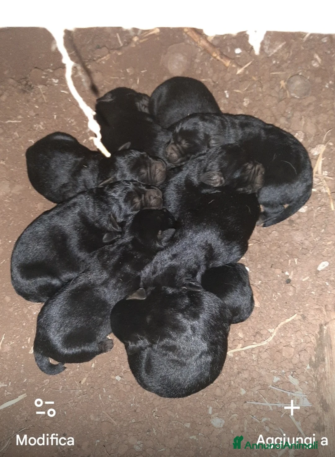 Labrador cani in vendita: Cuccioli di labrador neri - Annuncio 5