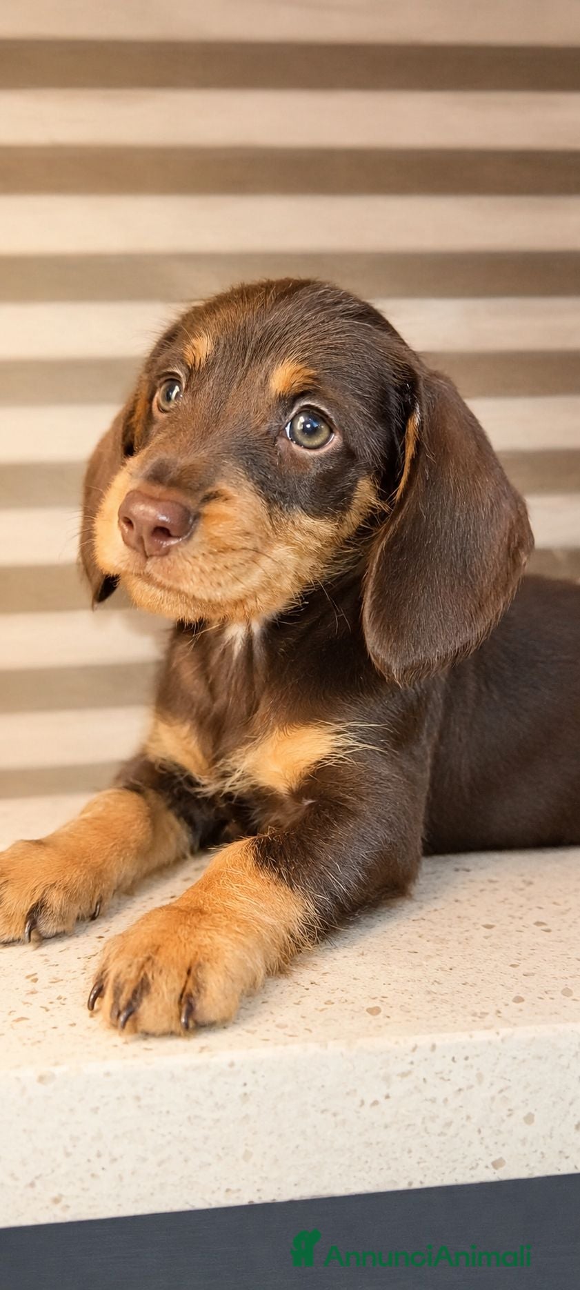 Bassotto cani Bassotto cioccolato  - Annuncio 3
