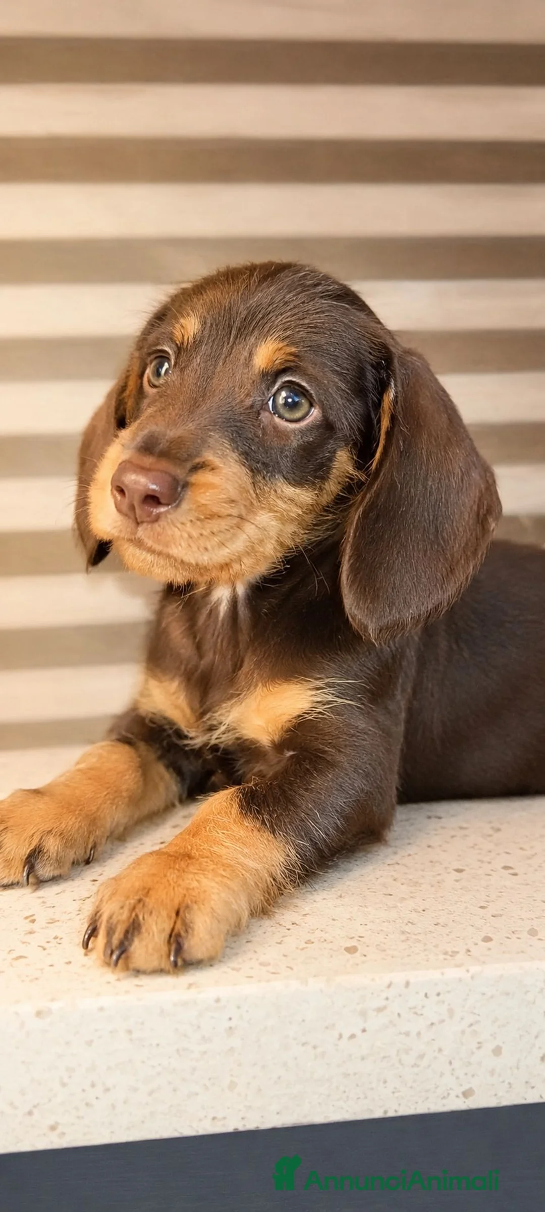 Bassotto cani in vendita: Bassotto cioccolato  - Annuncio 1