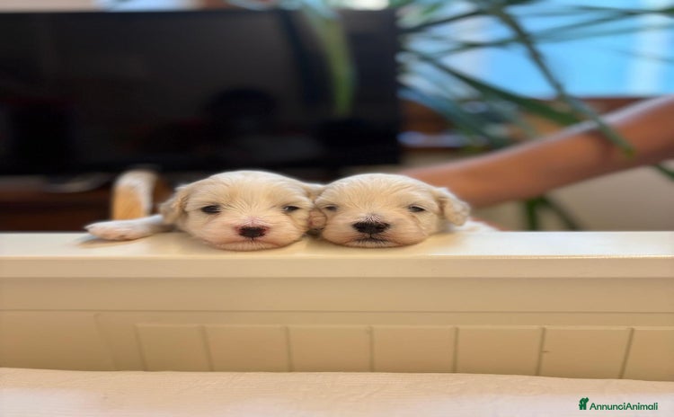 Maltese cani a Provincia di Verona - Annuncio 2