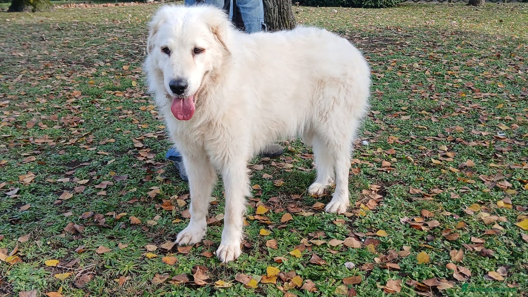 Meticcio cani in regalo: CECILIA UNA VERA LADY IN CANILE, IN ADOZIONE - Annuncio 2