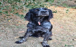 Breton cani in regalo: ETTORE & ACHILLE, fratellini BRETON! a Città Metropolitana di Firenze - Immagine 7