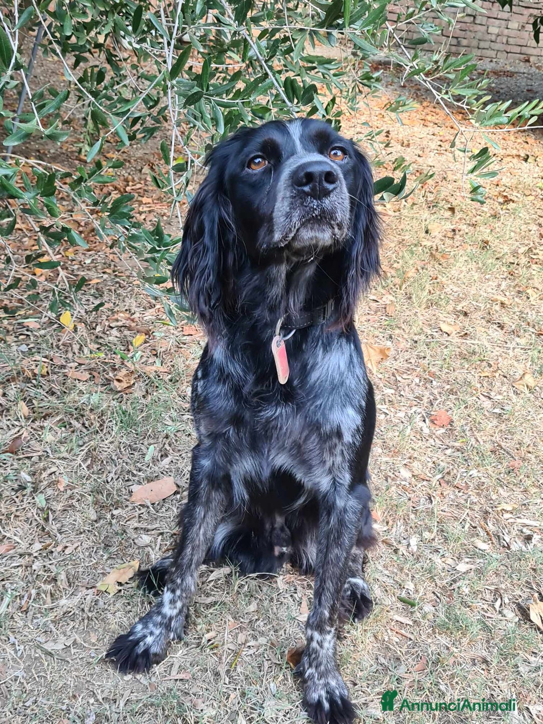 Breton cani in regalo: ETTORE & ACHILLE, fratellini BRETON! a Città Metropolitana di Firenze - Immagine 7