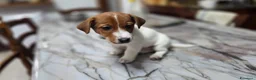 Jack Russell cani in vendita: Stupendi cuccioki di Jack Russel - Annuncio 6