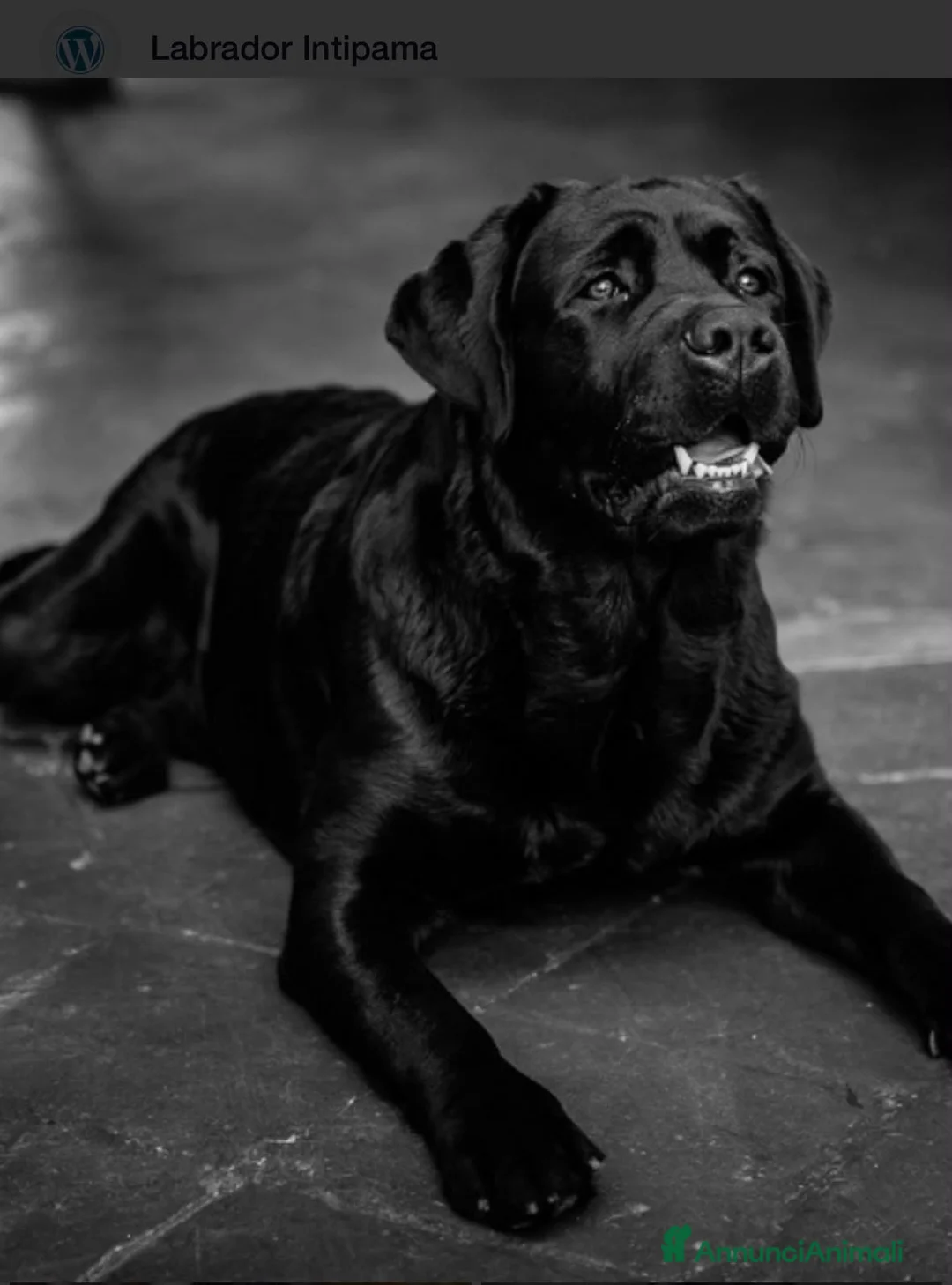 Meticcio cani in vendita: Vendo cuccioli labrador - Annuncio 3