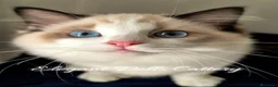 Ragdoll gatti in vendita: Cucciola di Ragdoll disponibile - Roma  a Città metropolitana di Roma Capitale - Annuncio 2