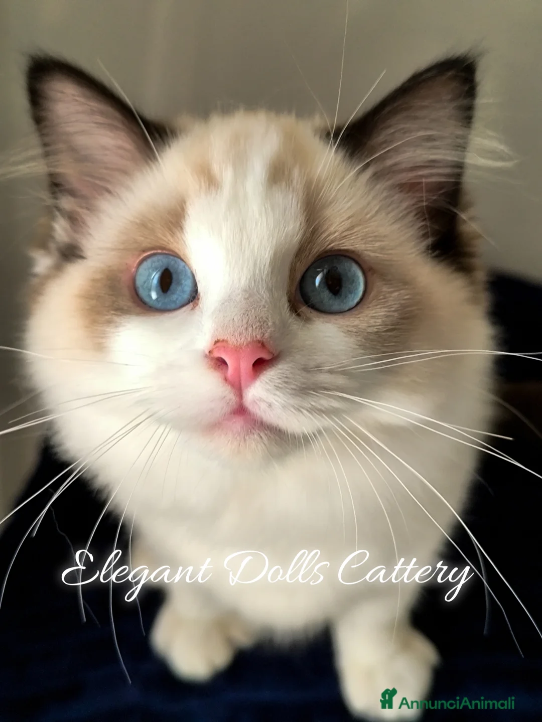 Ragdoll gatti in vendita: Cucciola di Ragdoll disponibile - Roma  a Città metropolitana di Roma Capitale - Annuncio 2