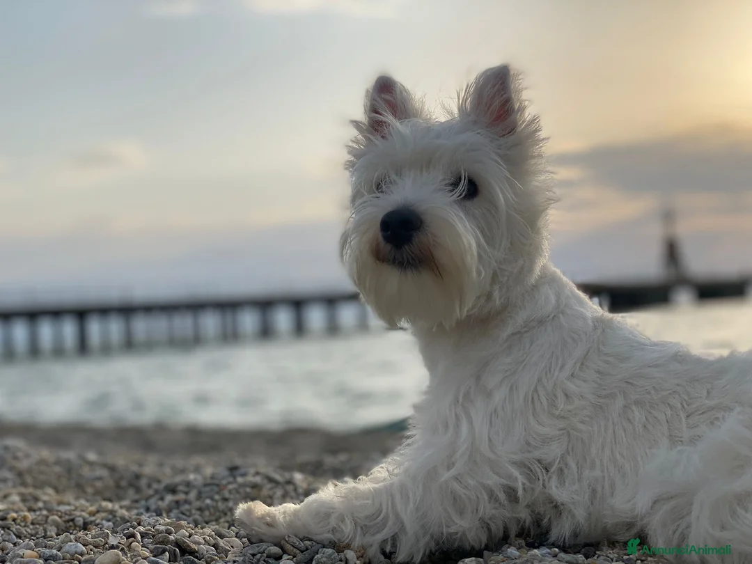 West Highland cani in vendita: west highland  - Annuncio 1