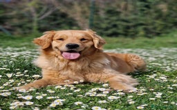 Golden Retriever cani in vendita: Cuccioli di Golden Retriever - LINEA AMERICANA  a Provincia di Pescara - Immagine 6