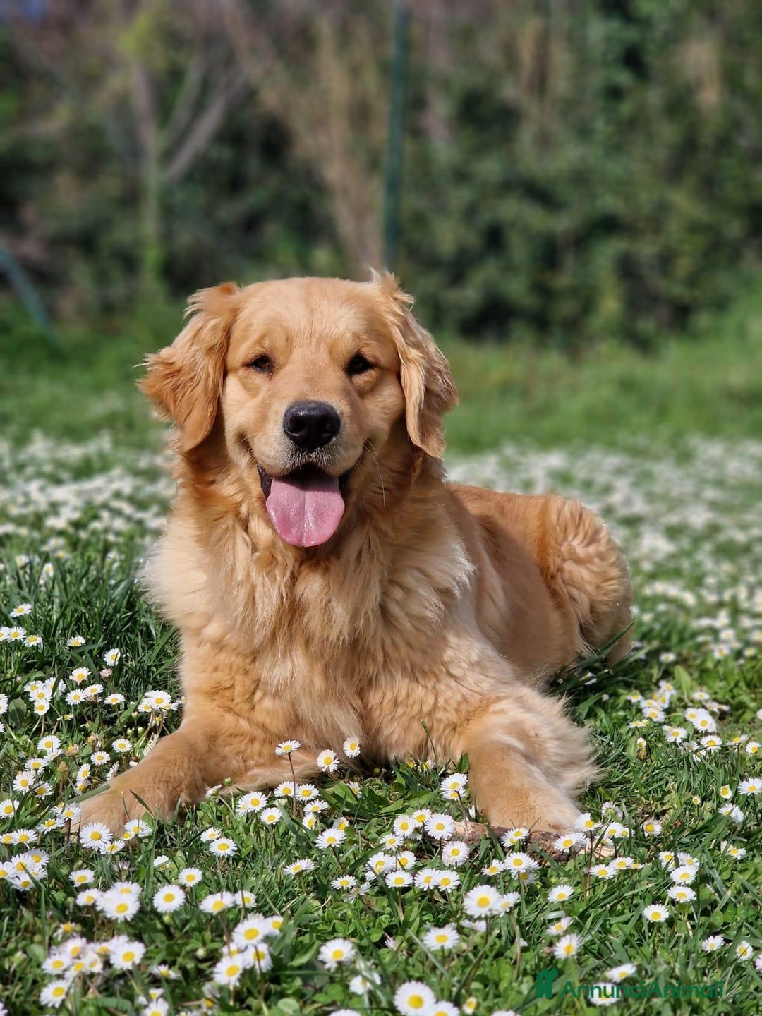 Golden Retriever cani in vendita: Cuccioli di Golden Retriever - LINEA AMERICANA  a Provincia di Pescara - Immagine 6