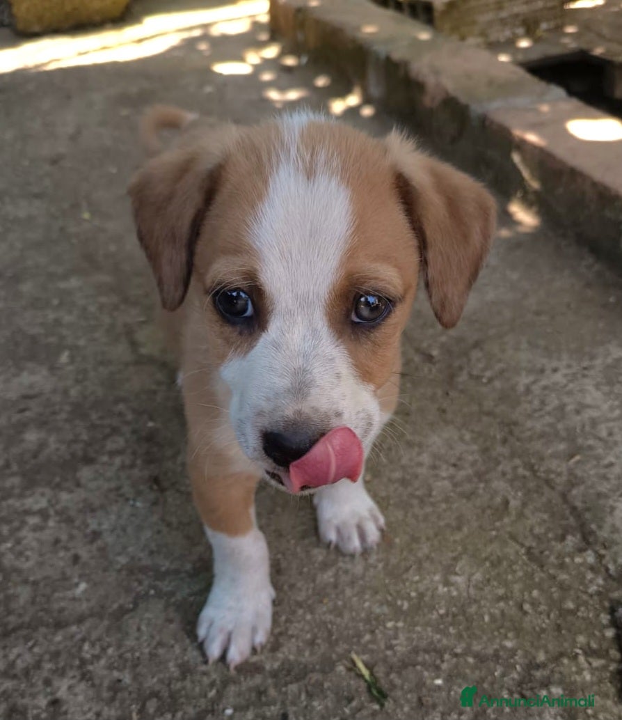 Meticcio cani in regalo: UNA MAMMA PER BIRILLO - Annuncio 3