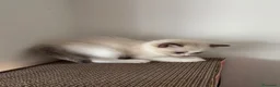 Ragdoll gatti in vendita: Gattino Ragdoll con pedigree - Annuncio 5