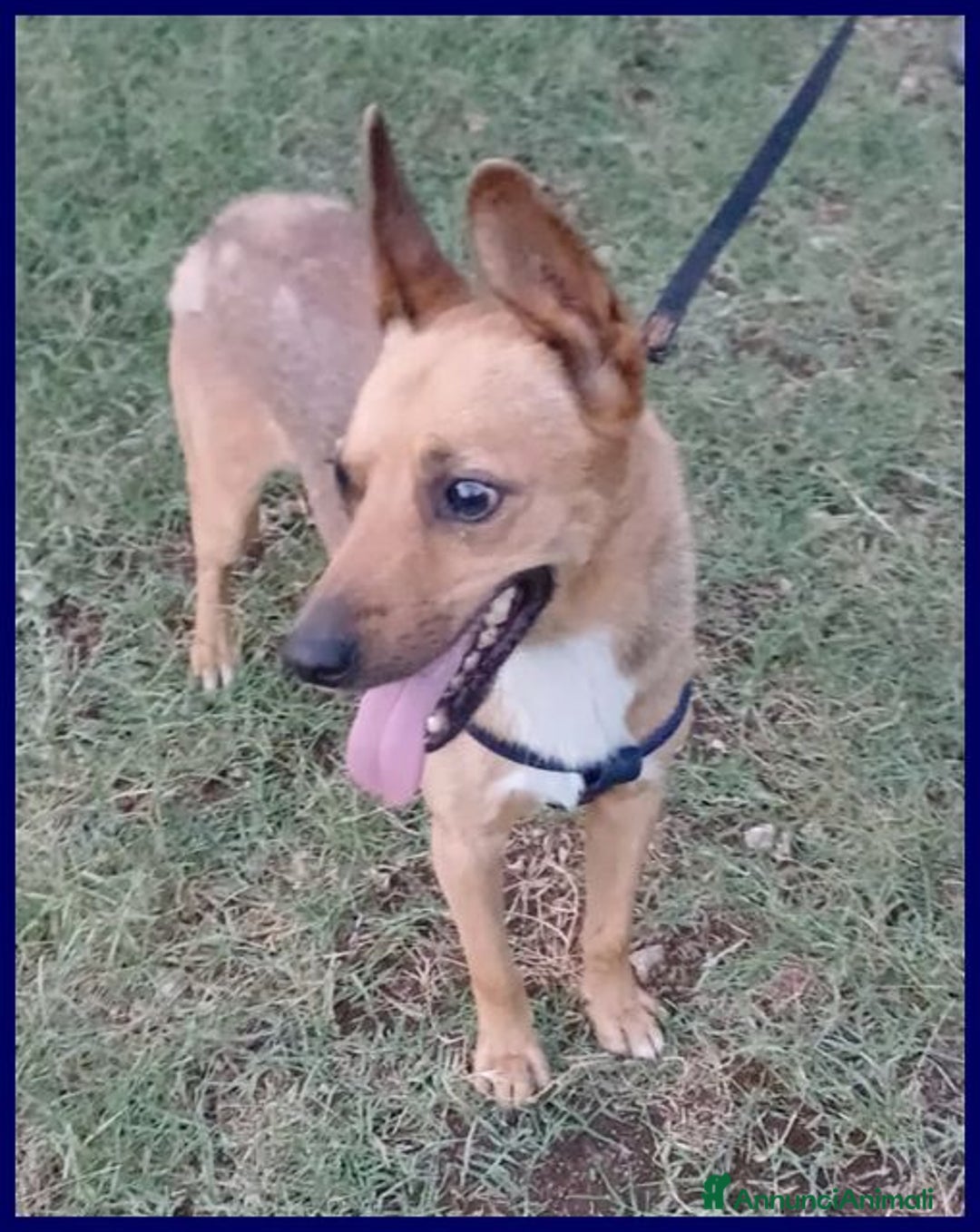 Meticcio cani in regalo: ZAK 8anni - 12kg bravo!Non interessa più!!! - Annuncio 2