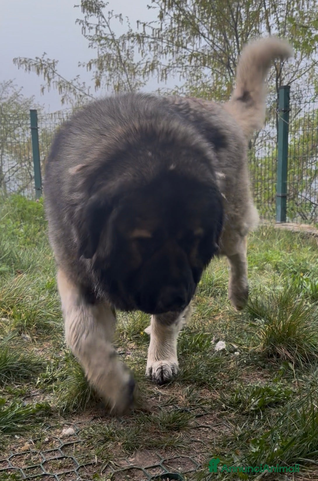 Pastore del Caucaso cani Cucciole pastore del caucaso - Annuncio 1