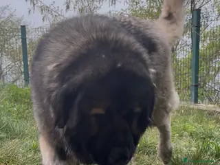 Pastore del Caucaso cani Cucciole pastore del caucaso - Annuncio 1