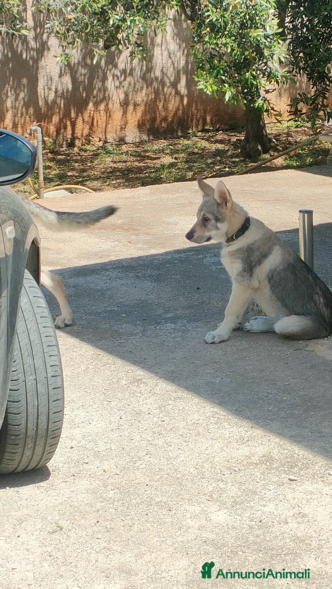Lupo Cecoslovacco cani in vendita: Cuccioli cane lupo cecoslovacco  - Annuncio 2