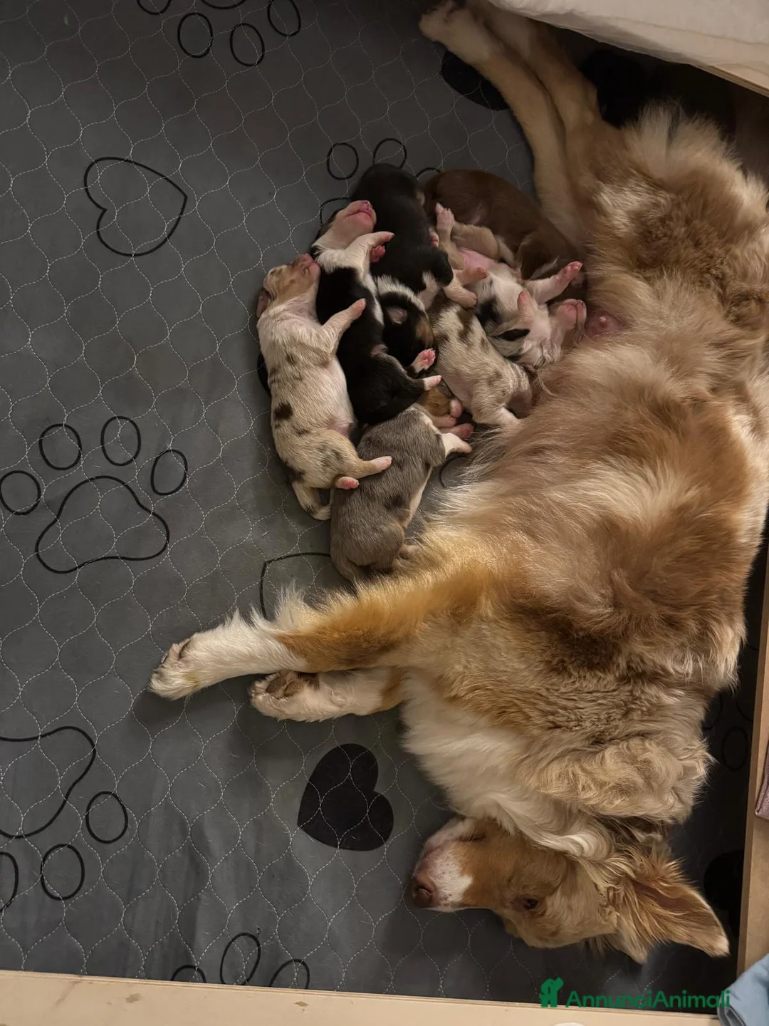 Australian Shepherd cani in vendita: Vendita cuccioli australian  shepherd  - Annuncio 24