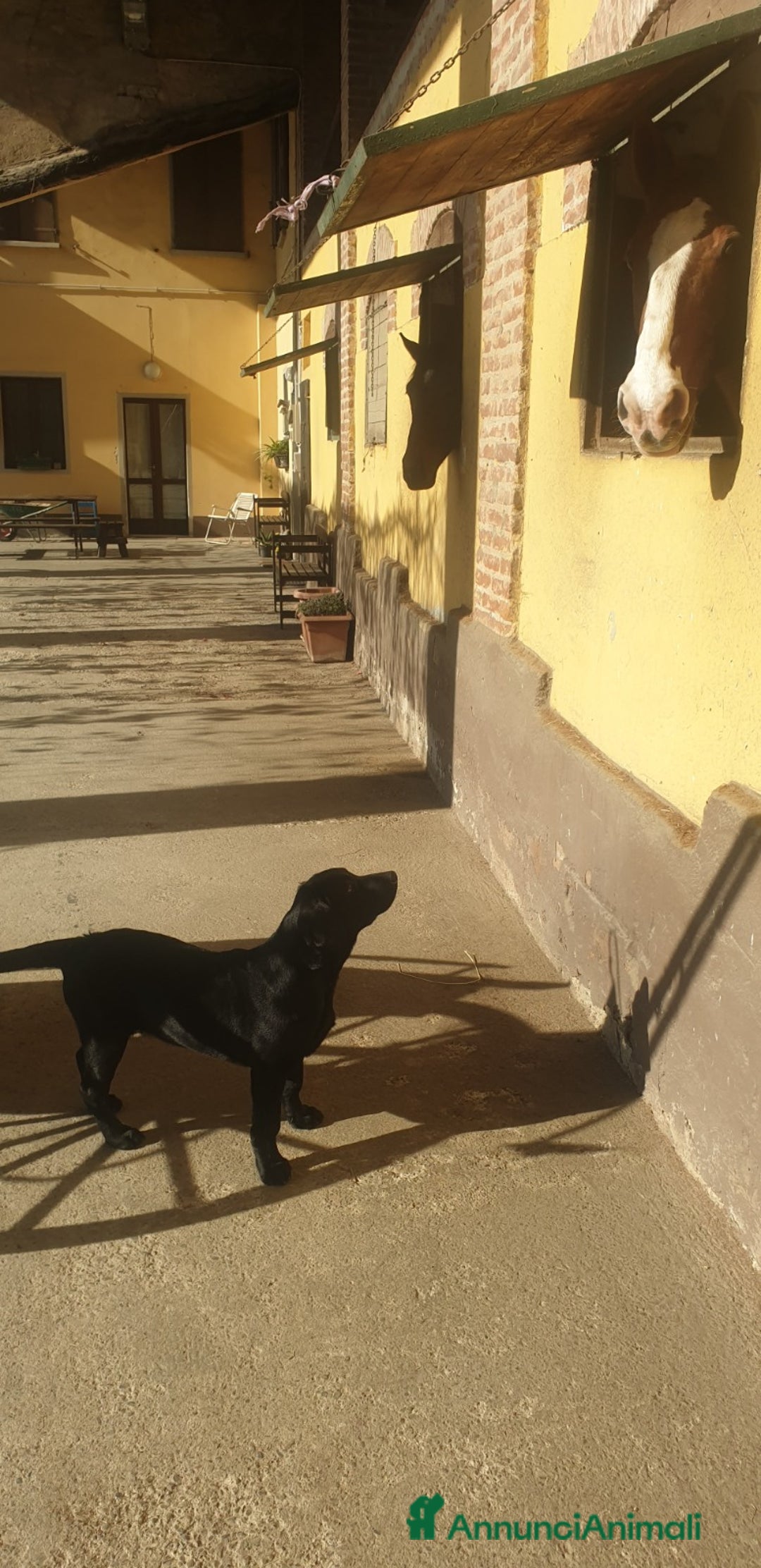 Labrador cani in vendita: Cucciolone di Labrador Maschio - Annuncio 3