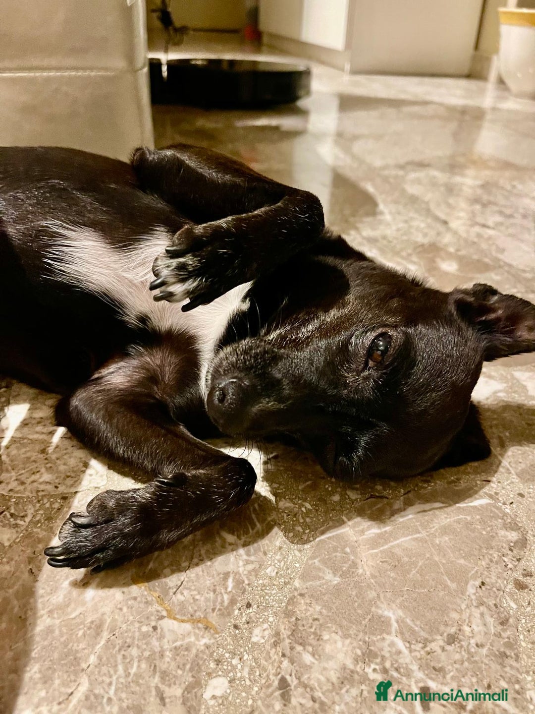 Pinscher Miniatura cani in regalo: Chicco pinscher molto tranquillo e coccolone - Annuncio 4