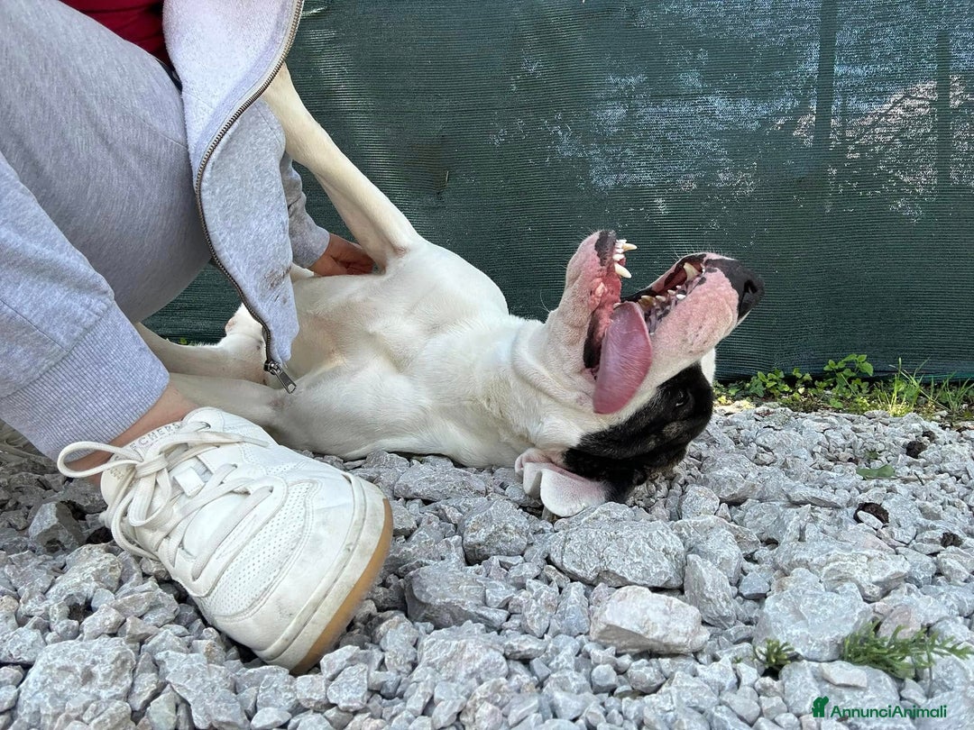 Dogo Argentino cani in regalo: VINCENT, fantastico molossone cerca famiglia - Annuncio 5