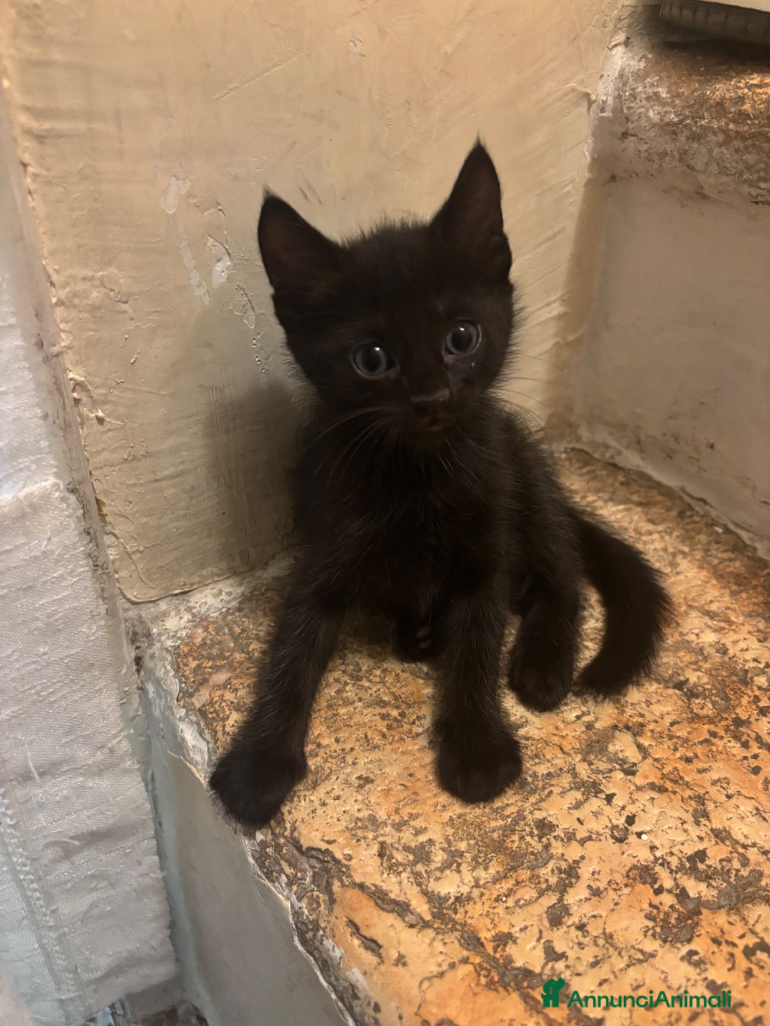 Meticcio gatti in vendita: 4 gattini  - Annuncio 1
