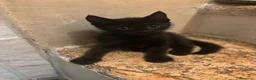 Meticcio gatti in vendita: 4 gattini  - Annuncio 1