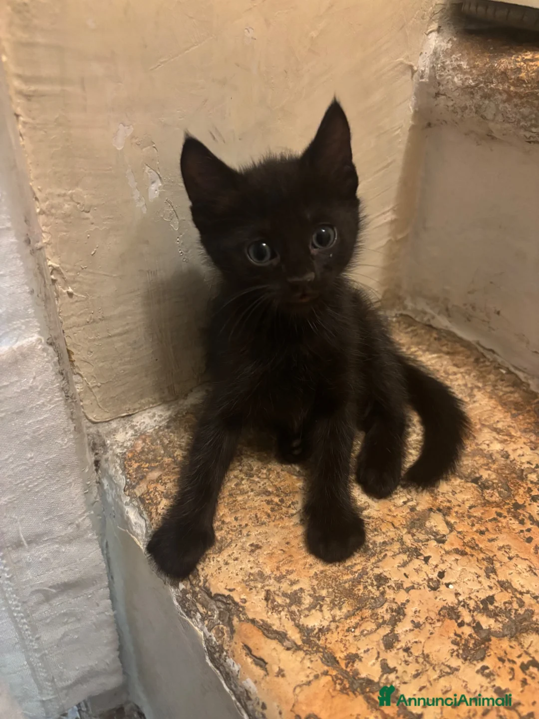 Meticcio gatti in vendita: 4 gattini  - Annuncio 1