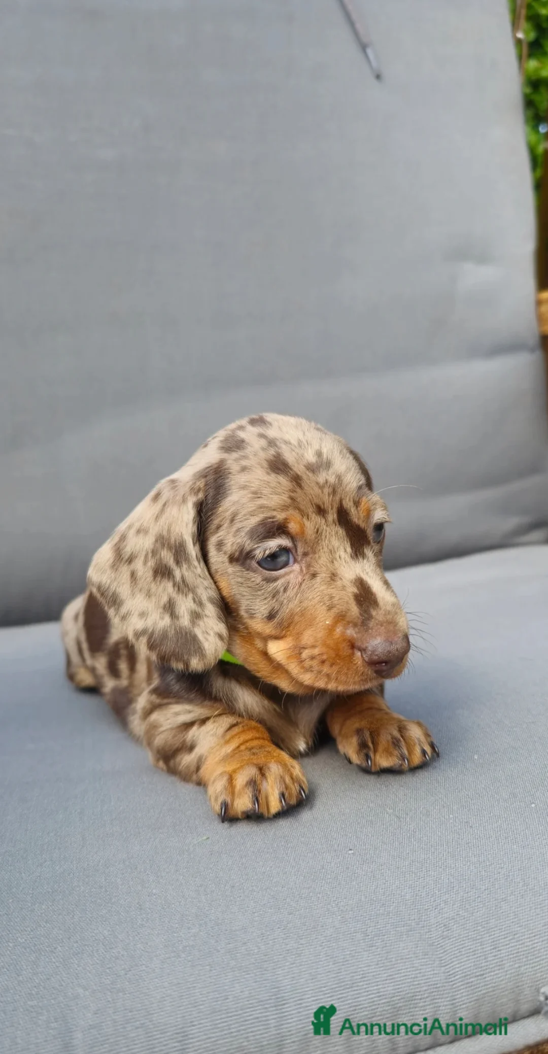 Bassotto cani in vendita: Bassotto nano - Annuncio 2