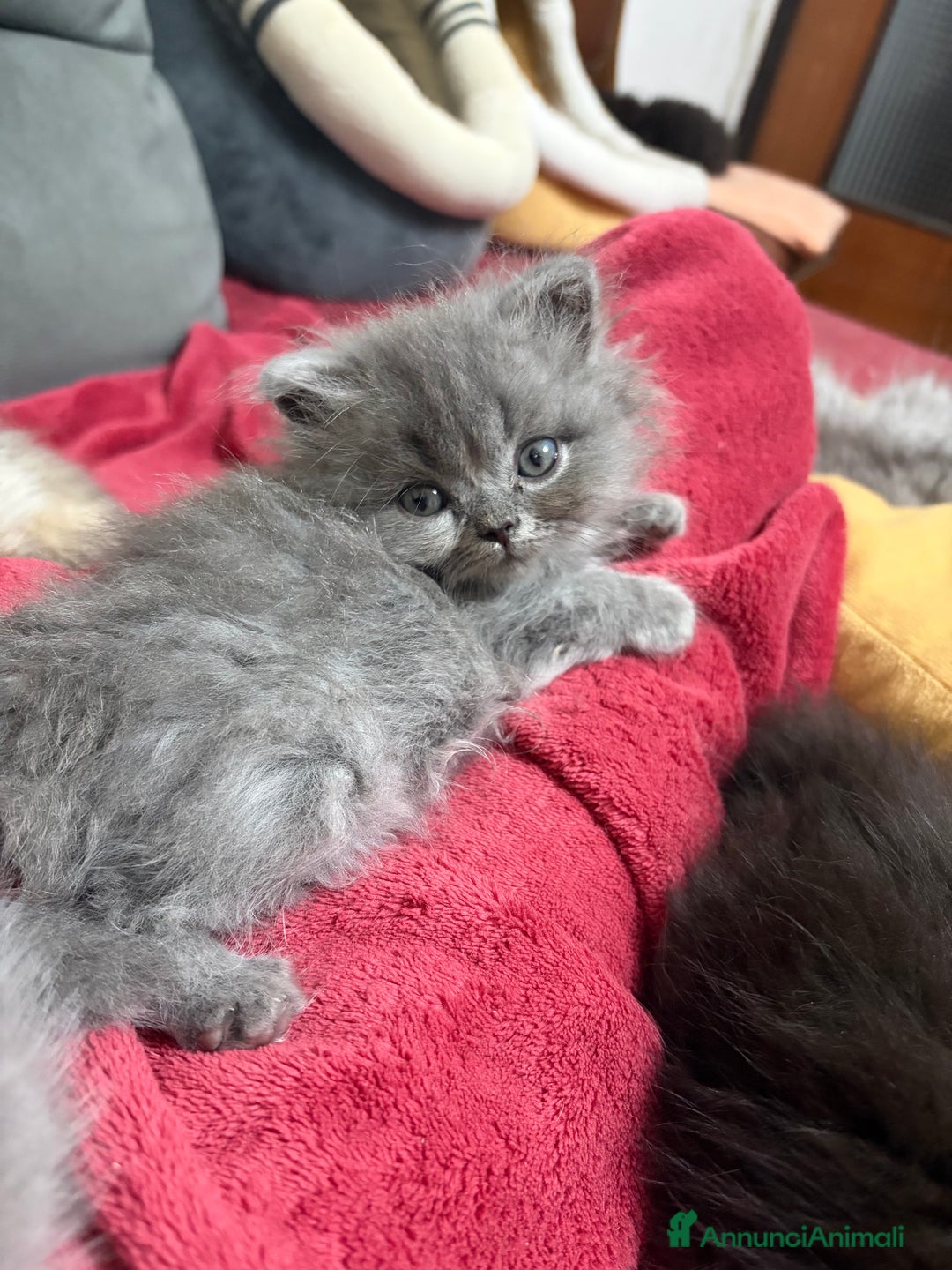 Scottish gatti in vendita: Gattini Scottish fold/straight - Annuncio 4