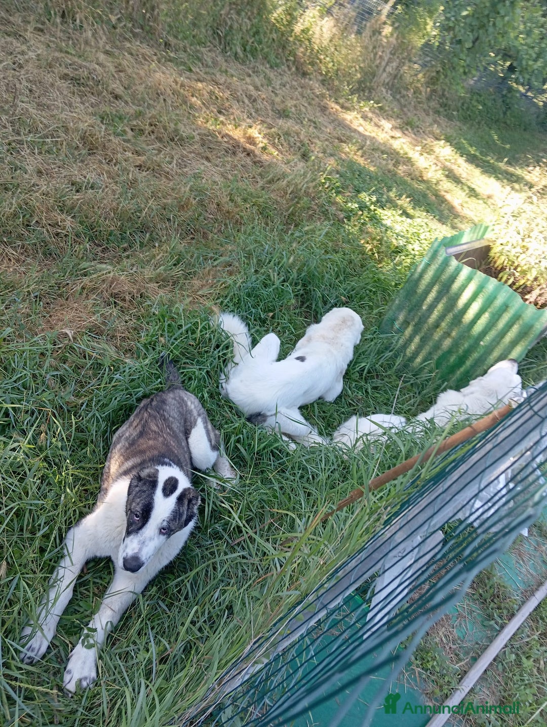 Pastore Asia Centrale cani in vendita: Pastore Asia Centrale  - Annuncio 3