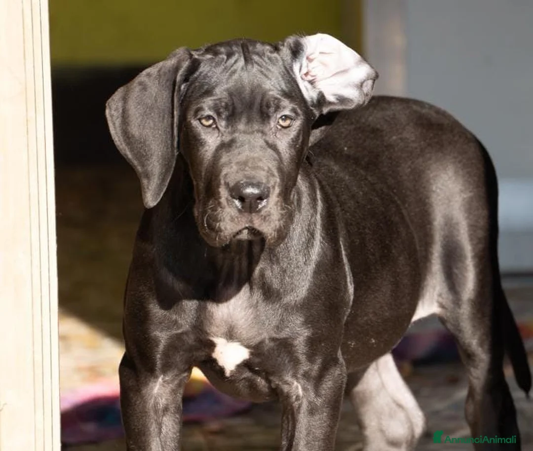 Alano cani in vendita: cuccioli di alano - Annuncio 1
