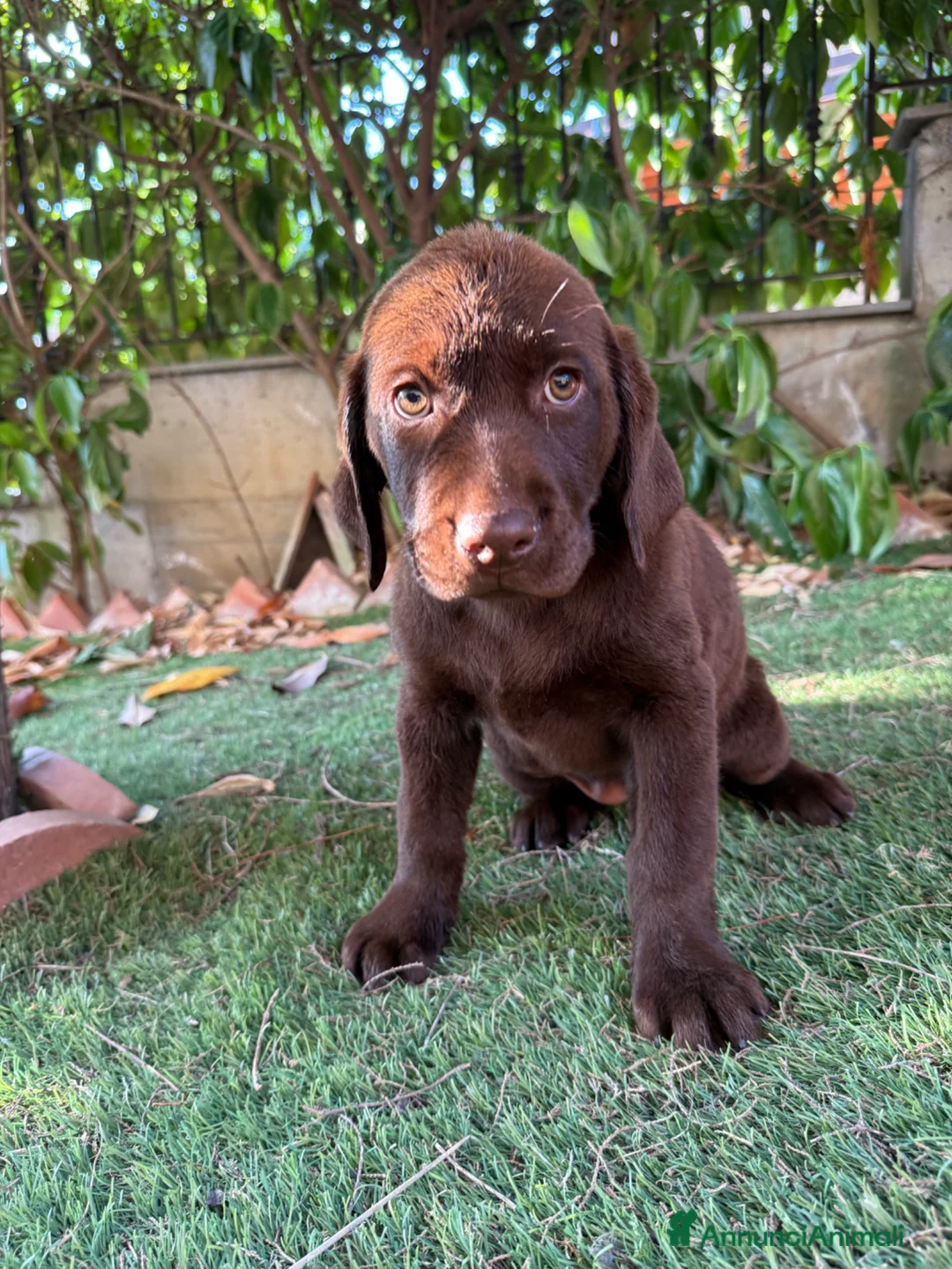 Labrador cani in vendita: Cuccioli Labrador  - Annuncio 15